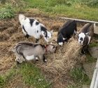 4 of our new Pygmy goat kids