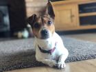 Meg - our mini JRT with ears that she can&#039;t quite control!