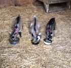 Our first 3 Pygmy goats