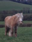 Smartie, our old lady, sadly missed